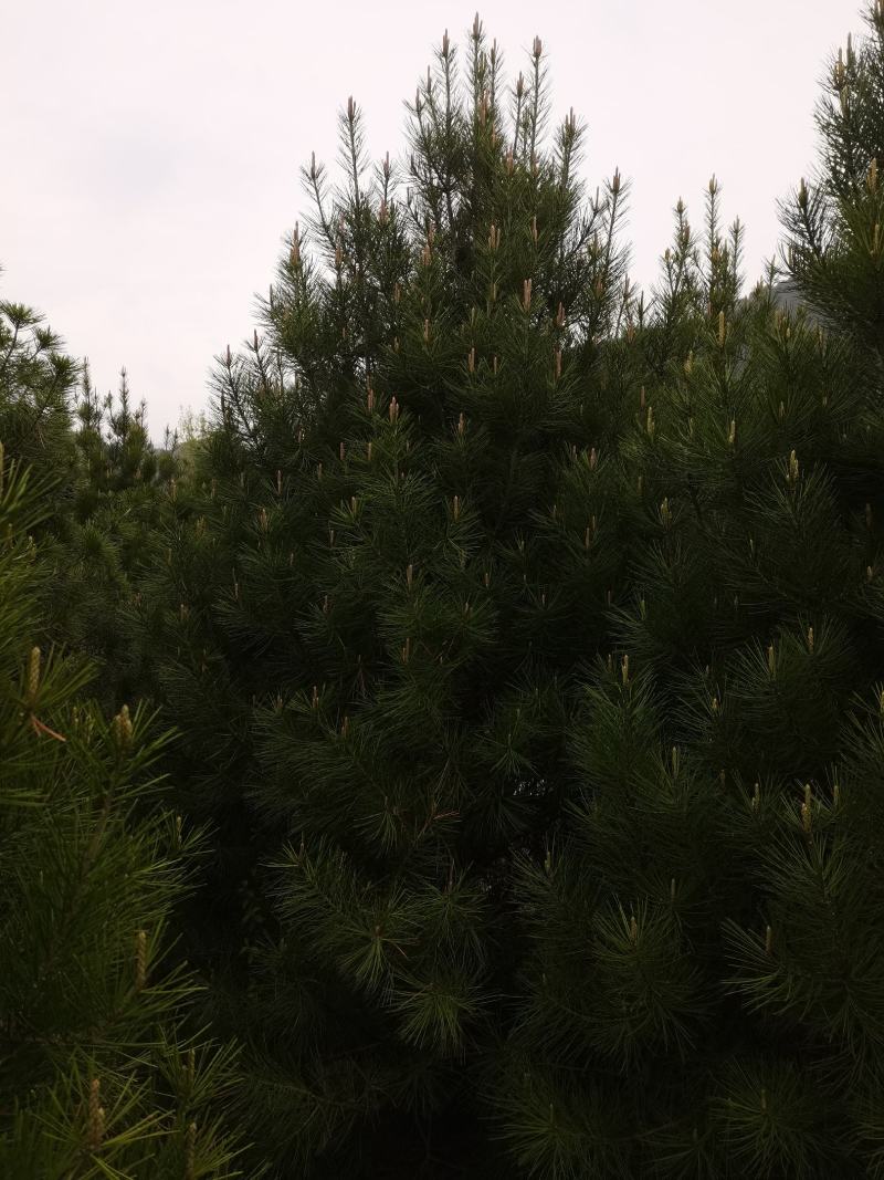 白皮松3米一级