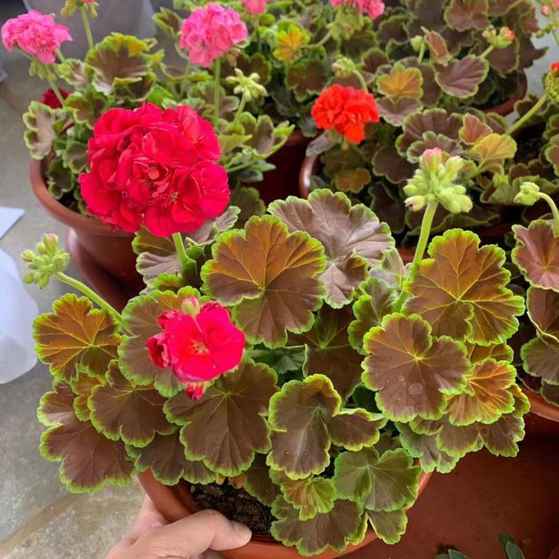 天竺葵花苗重瓣矮苗花垂钓天竺葵垂吊天竹葵花卉盆栽