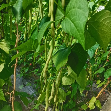 青岛平度崔家集芸豆大量上市中，