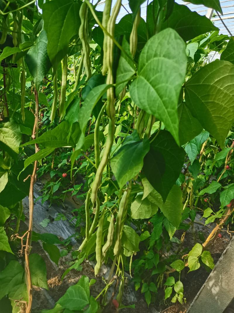 青岛平度崔家集芸豆大量上市中，