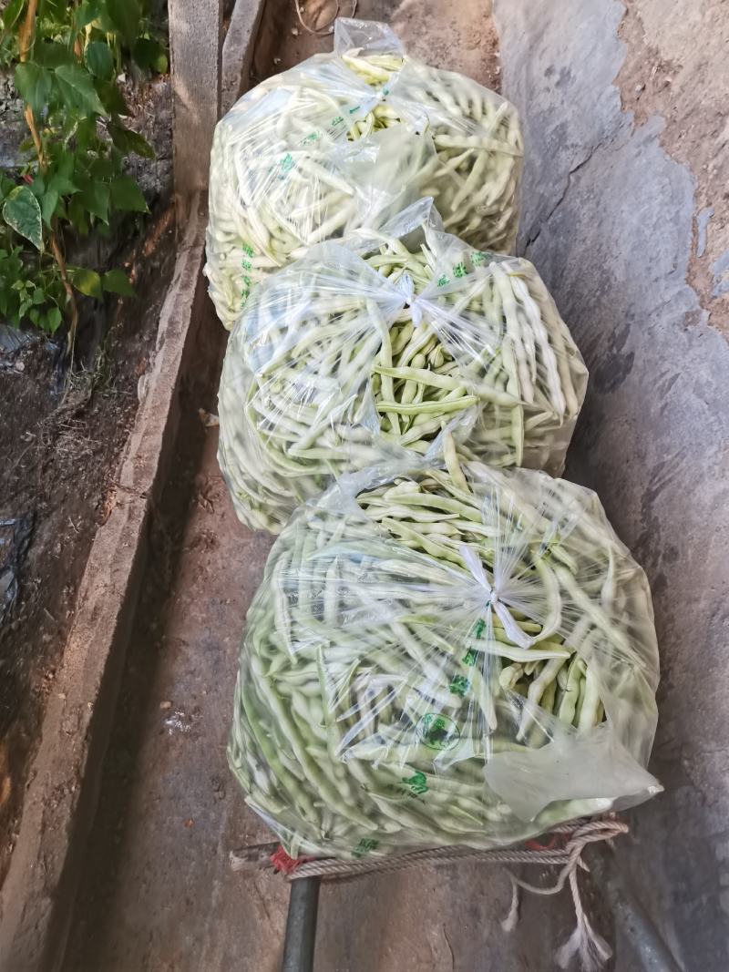 青岛平度崔家集芸豆大量上市中，