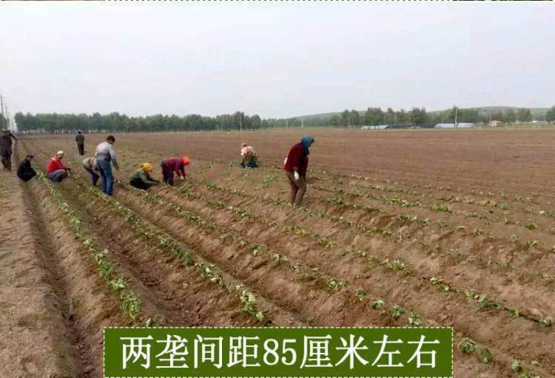 澳洲紫白红薯苗，哈密红薯苗，浙薯13.胜利百号红薯苗，