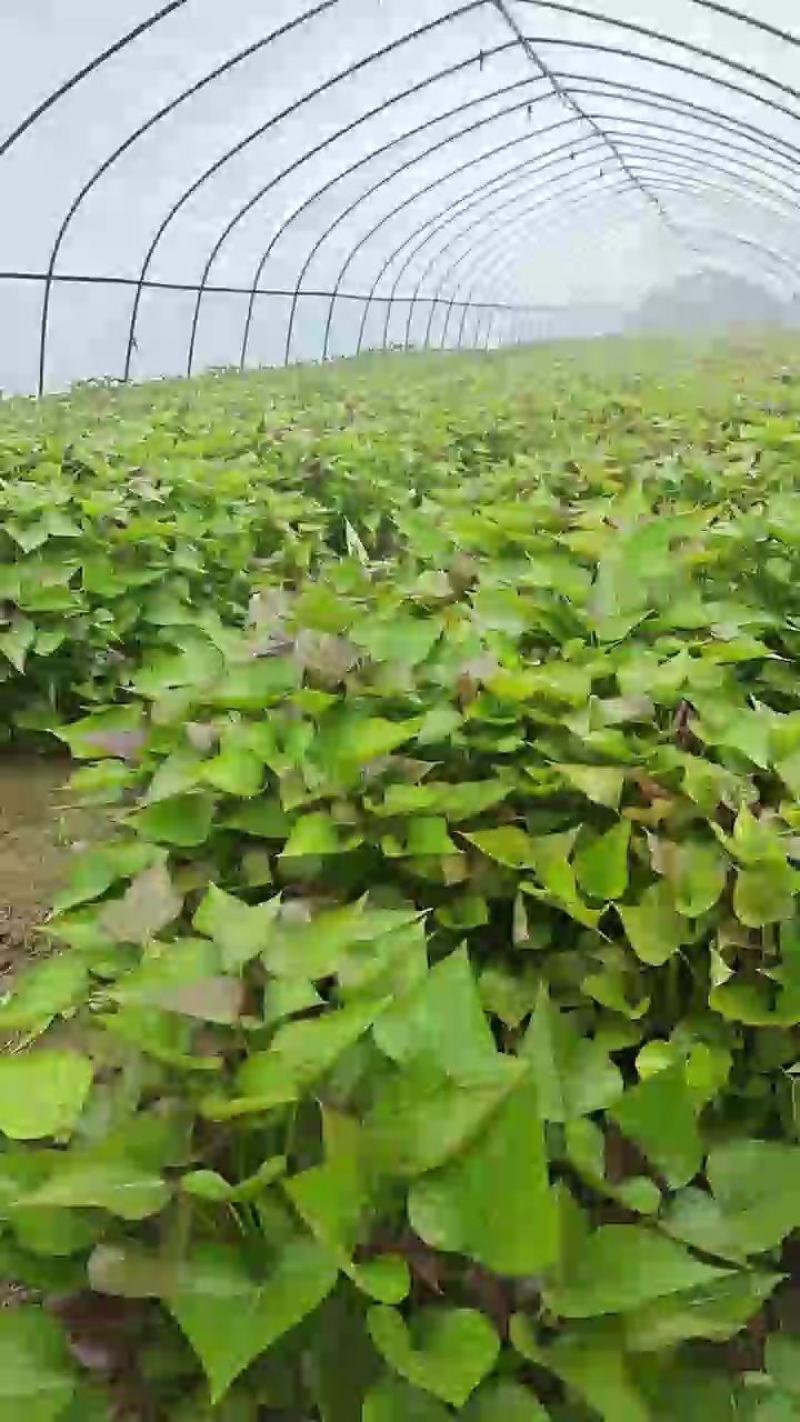 澳洲紫白红薯苗，哈密红薯苗，浙薯13.胜利百号红薯苗，