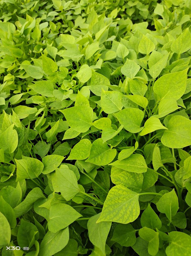 澳洲紫白红薯苗，哈密红薯苗，浙薯13.胜利百号红薯苗，