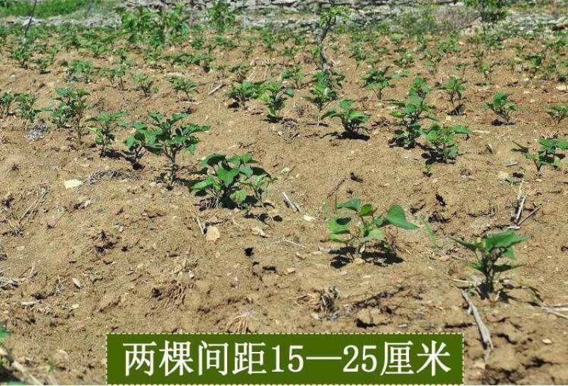 澳洲紫白红薯苗，哈密红薯苗，浙薯13.胜利百号红薯苗，