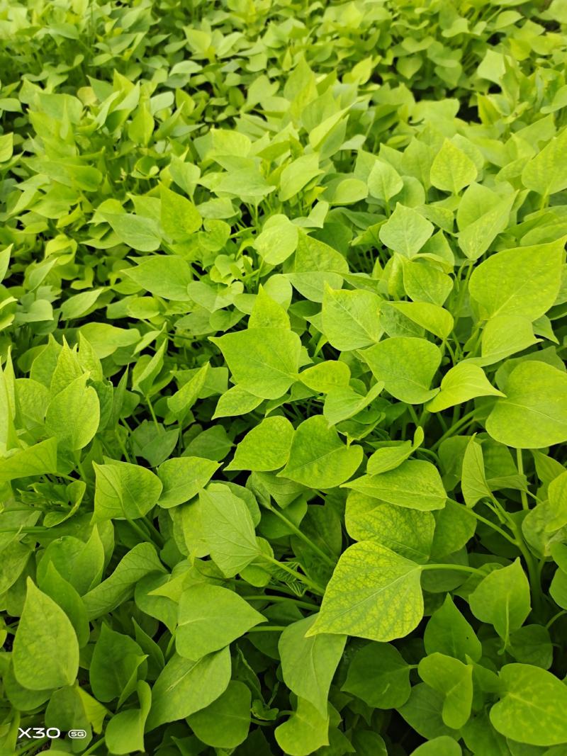 澳洲紫白红薯苗，哈密红薯苗，浙薯13.胜利百号红薯苗，