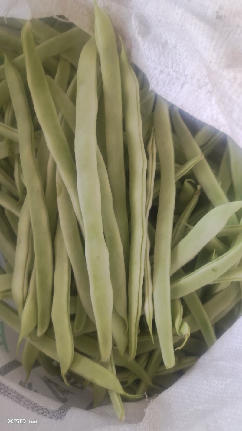 山东成武丰腾农场四季豆白不老油豆