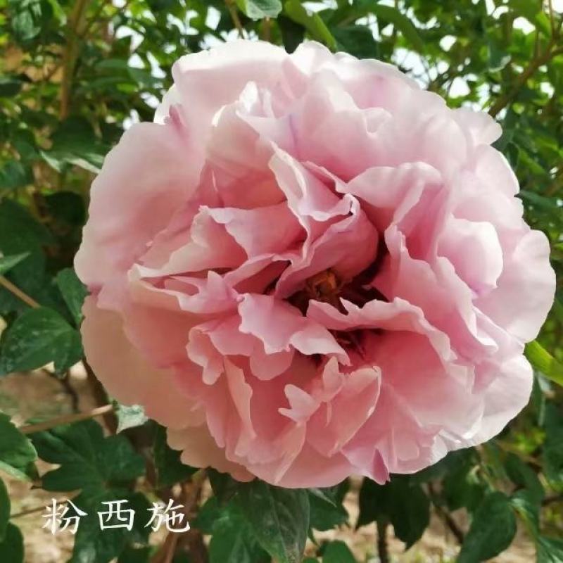 甘肃省定西市临洮县观赏芍药切花庭院绿化盆栽