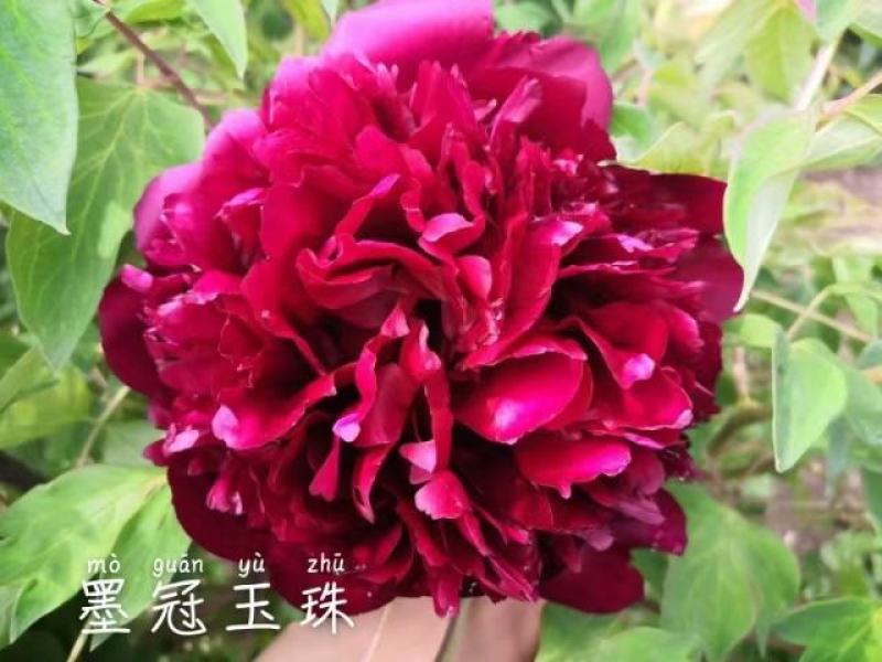甘肃省定西市临洮县观赏芍药切花庭院绿化盆栽