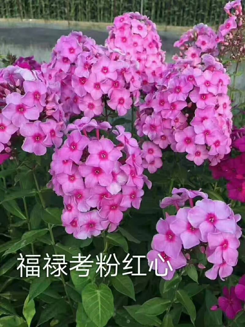 福禄考，甘肃省定西市临洮县福禄考小区绿化，观赏花海