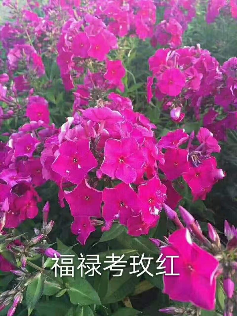 福禄考，甘肃省定西市临洮县福禄考小区绿化，观赏花海