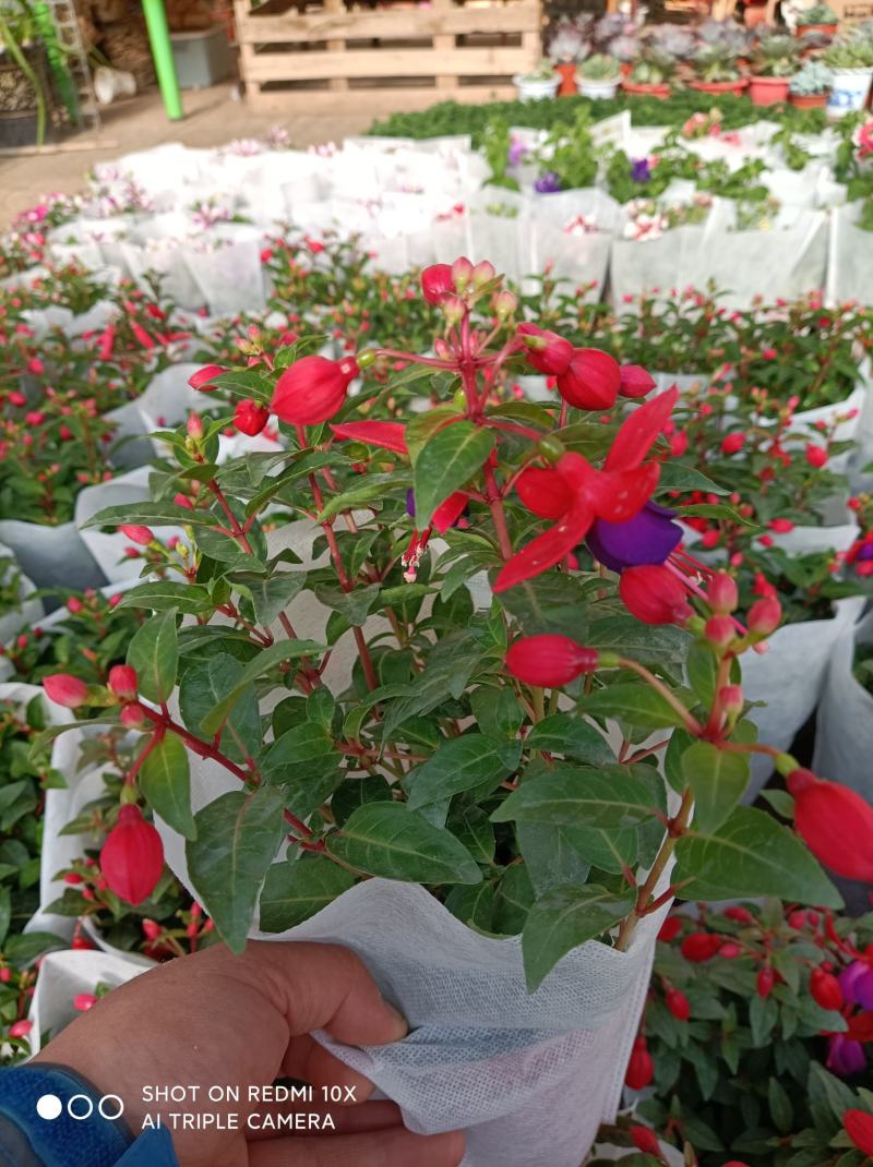 灯笼花倒挂金钟基地直发发货量大优惠货源充足颜色多