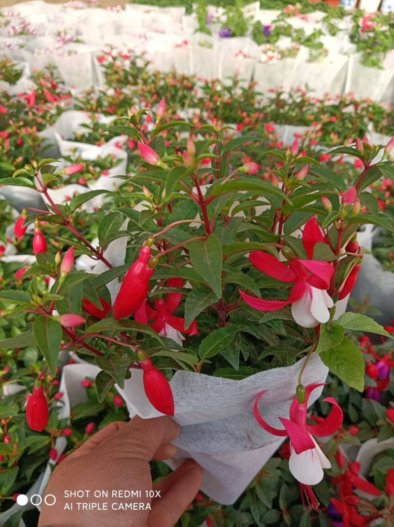 灯笼花倒挂金钟基地直发发货量大优惠货源充足颜色多