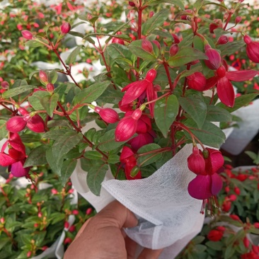 灯笼花倒挂金钟基地直发发货量大优惠货源充足颜色多