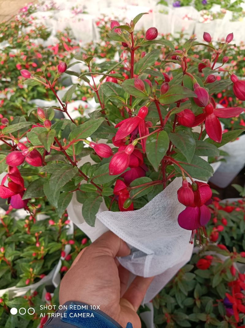 灯笼花倒挂金钟基地直发发货量大优惠货源充足颜色多