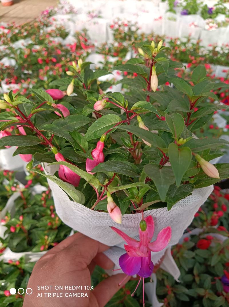 灯笼花倒挂金钟基地直发发货量大优惠货源充足颜色多