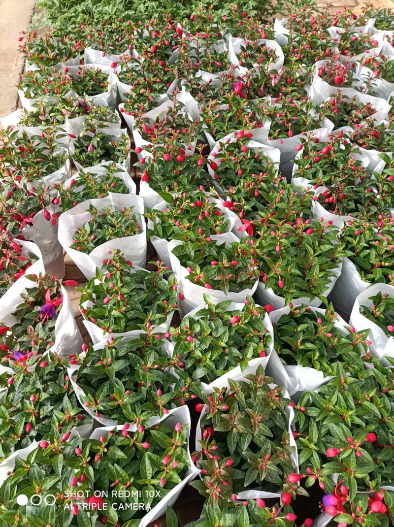 灯笼花倒挂金钟基地直发发货量大优惠货源充足颜色多