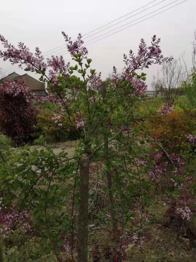 江苏垂枝丁香嫁接枝条接穗垂枝丁香树苗欢迎实地看苗