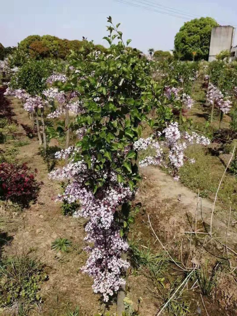 江苏垂枝丁香嫁接枝条接穗垂枝丁香树苗欢迎实地看苗