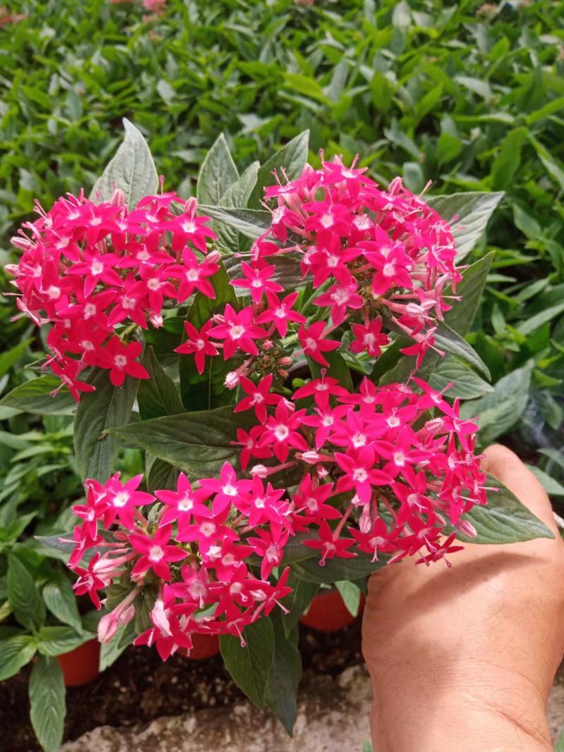 繁星花五星花基地直销常年供应各种绿化苗木