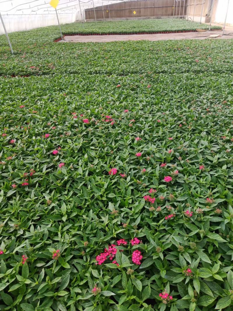 繁星花五星花基地直销常年供应各种绿化苗木