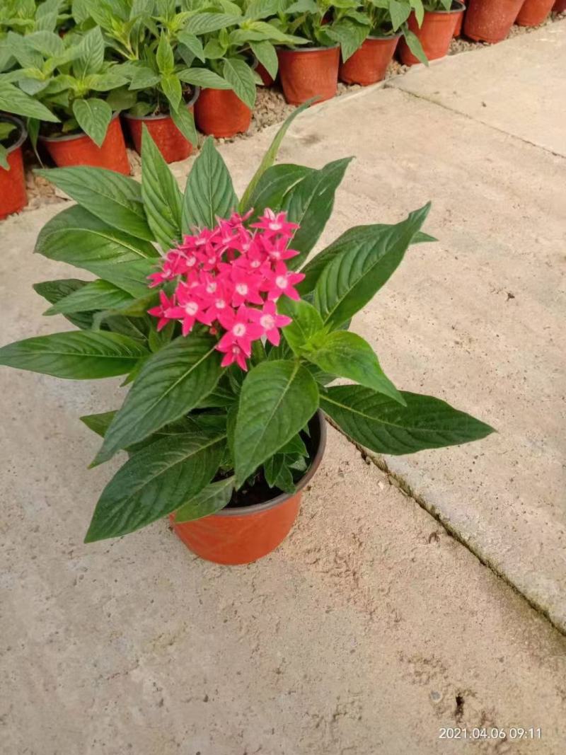 繁星花五星花基地直销常年供应各种绿化苗木