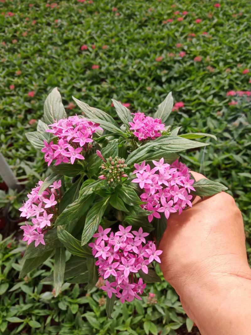 繁星花五星花基地直销常年供应各种绿化苗木