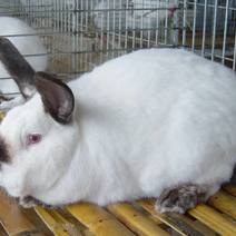 罗甸县撸起生态养殖有限公司长期出售种兔。