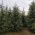 雪松1米～7米，基地直发，苗圃种植，欢迎来电咨询