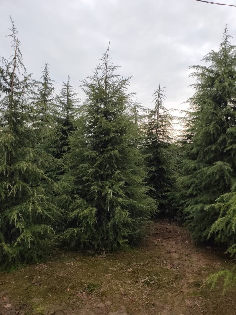 雪松1米～7米，基地直发，苗圃种植，欢迎来电咨询