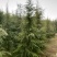 雪松1米～7米，基地直发，苗圃种植，欢迎来电咨询