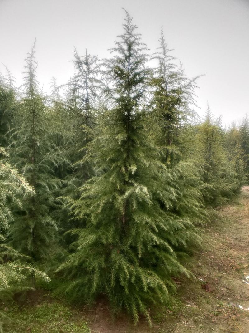 雪松1米～7米，基地直发，苗圃种植，欢迎来电咨询