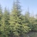 雪松1米～7米，基地直发，苗圃种植，欢迎来电咨询