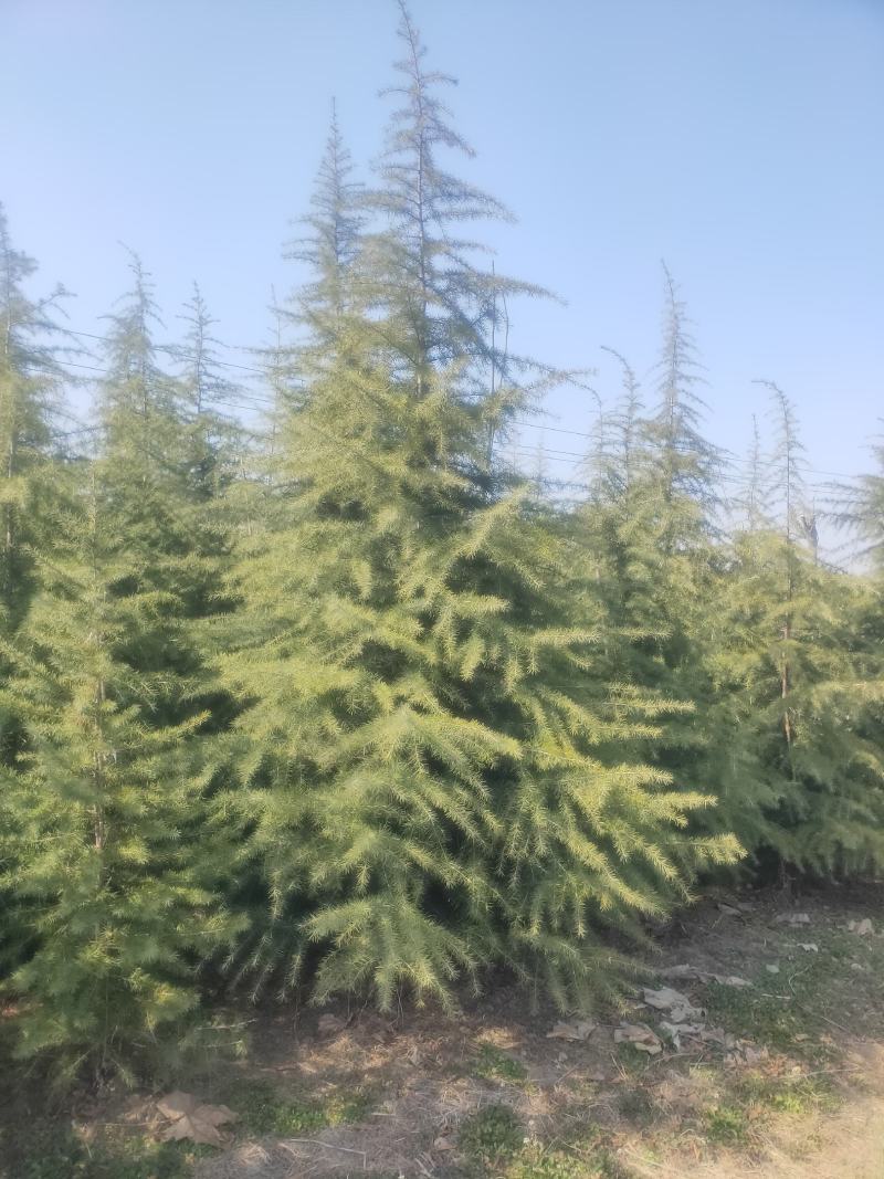 雪松1米～7米，基地直发，苗圃种植，欢迎来电咨询