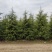 雪松1米～7米，基地直发，苗圃种植，欢迎来电咨询