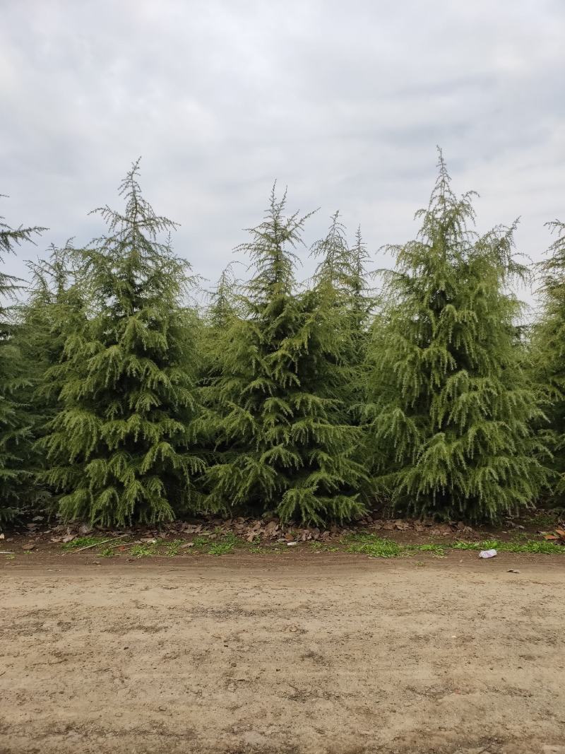雪松1米～7米，基地直发，苗圃种植，欢迎来电咨询