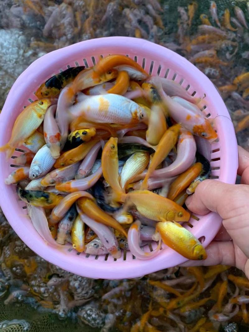 锦鲤鱼苗，三色锦鲤鱼苗，渔场一手货源，色泽靓，游姿美。