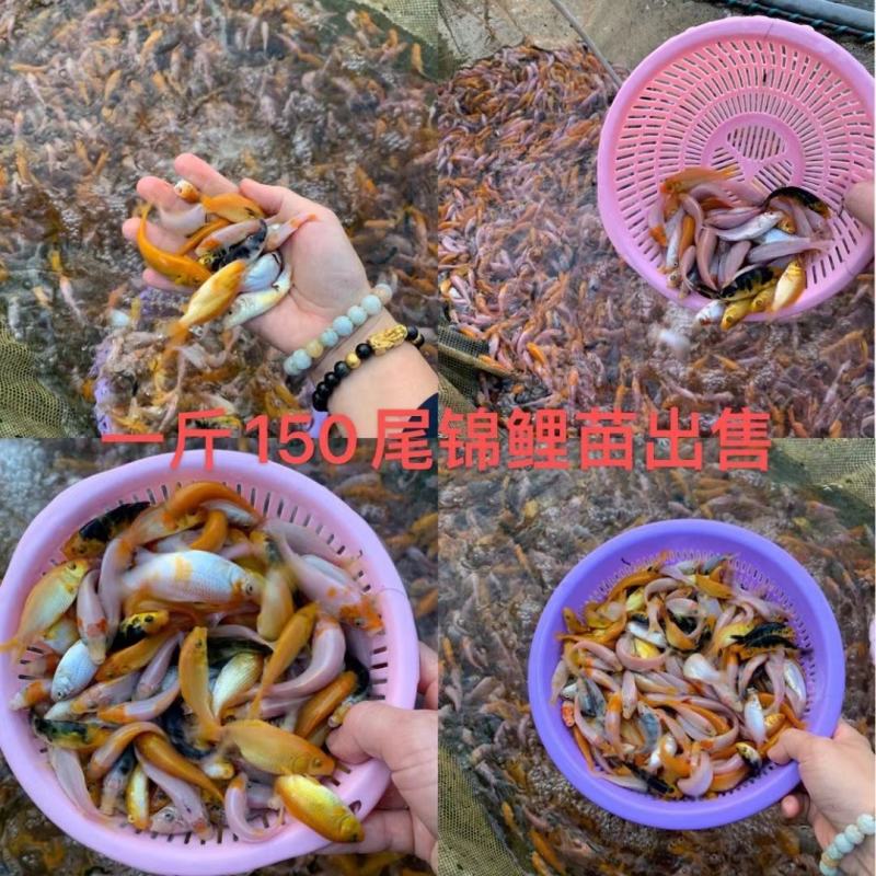 锦鲤鱼苗，三色锦鲤鱼苗，渔场一手货源，色泽靓，游姿美。