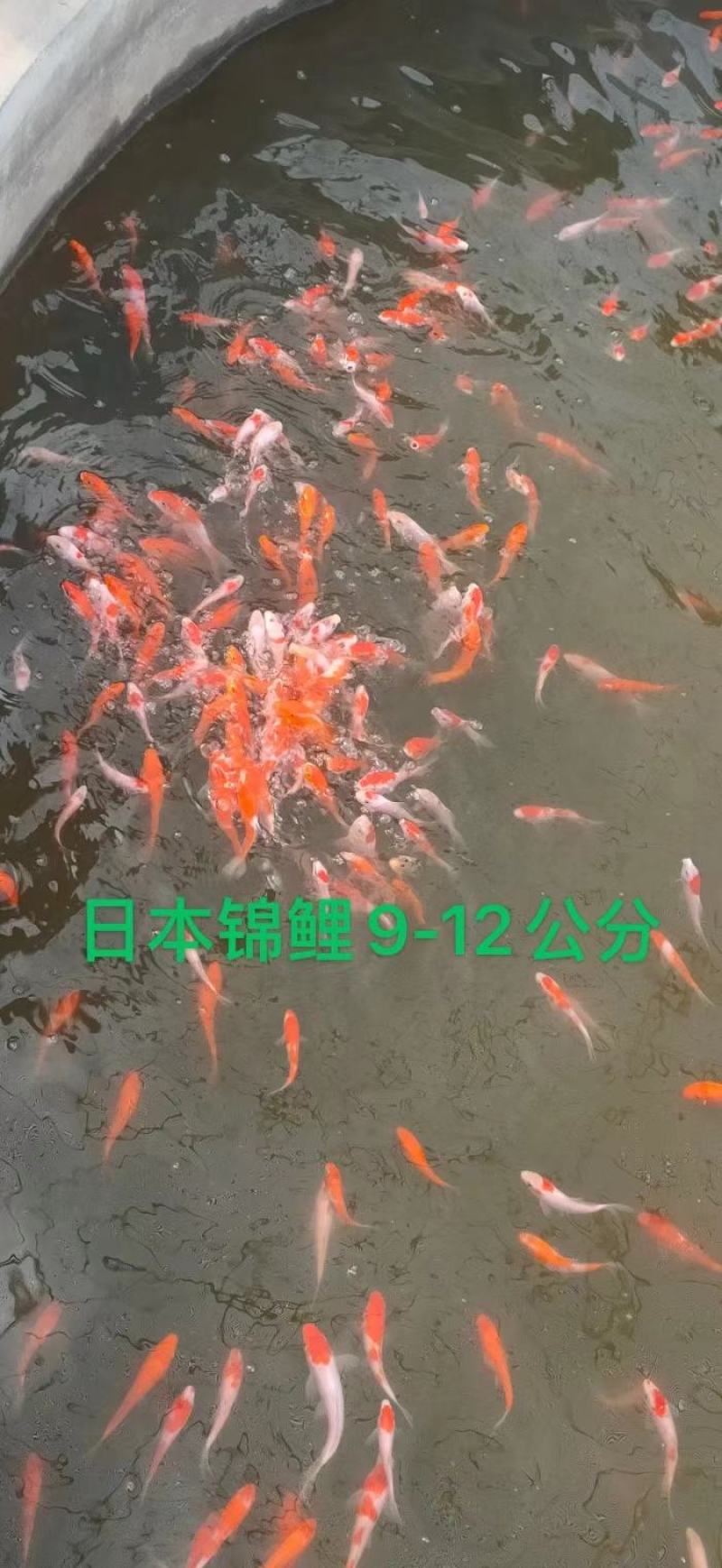锦鲤鱼苗，三色锦鲤鱼苗，渔场一手货源，色泽靓，游姿美。