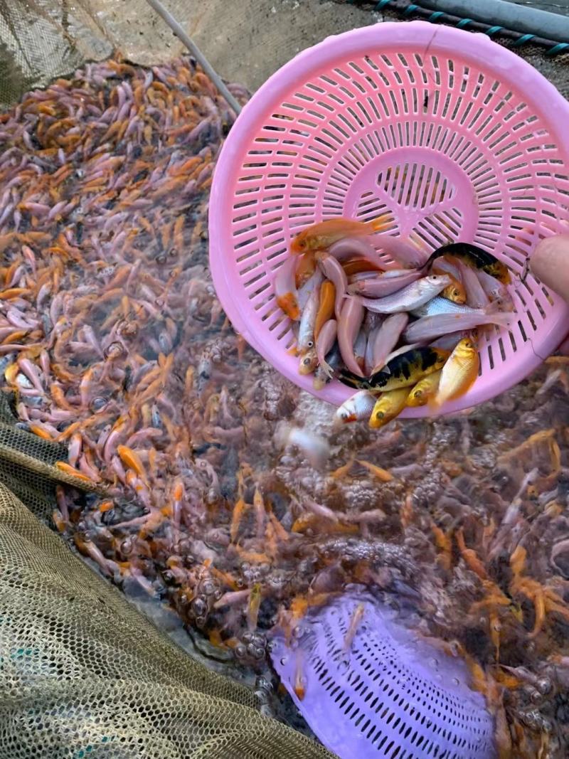 锦鲤鱼苗，三色锦鲤鱼苗，渔场一手货源，色泽靓，游姿美。