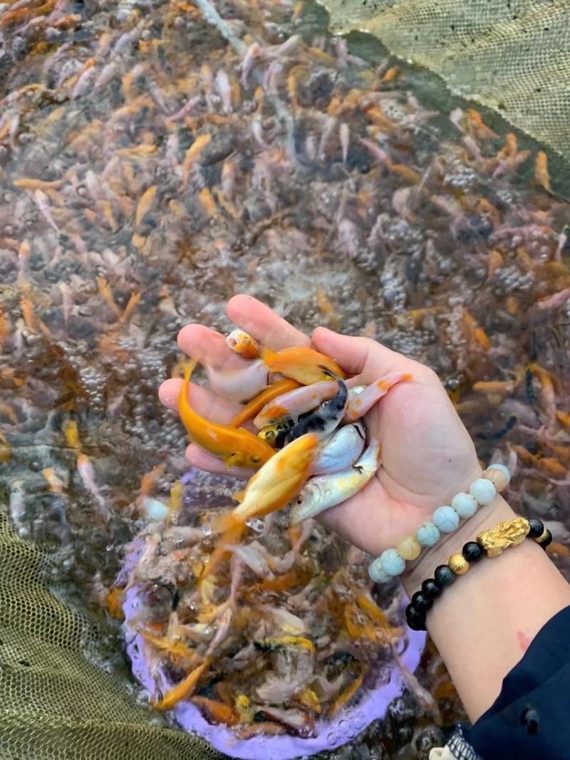 锦鲤鱼苗，三色锦鲤鱼苗，渔场一手货源，色泽靓，游姿美。
