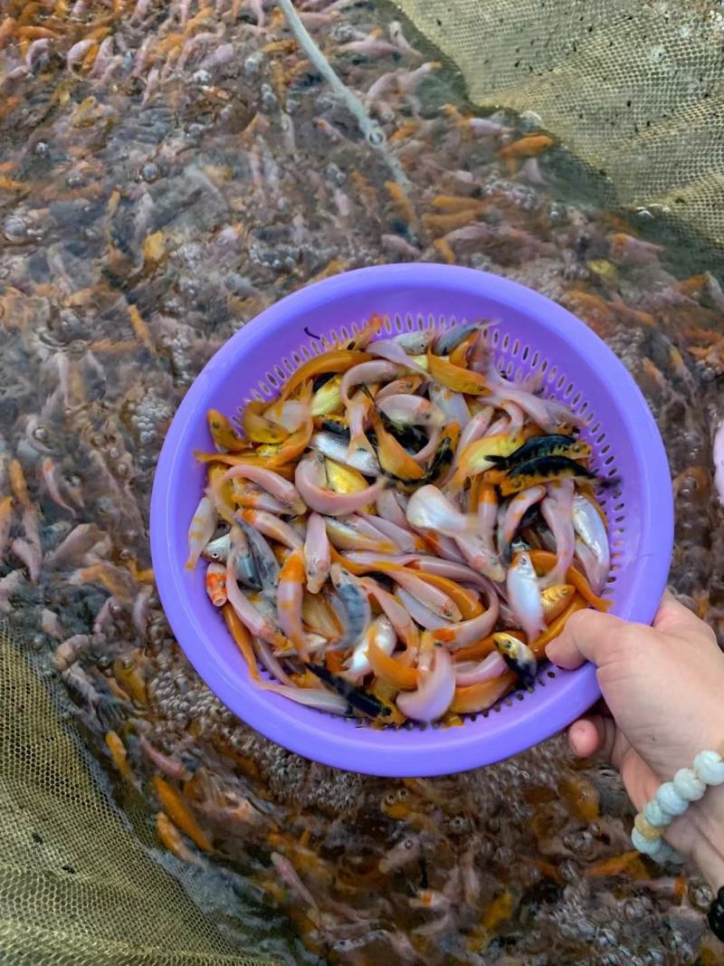 锦鲤鱼苗，三色锦鲤鱼苗，渔场一手货源，色泽靓，游姿美。