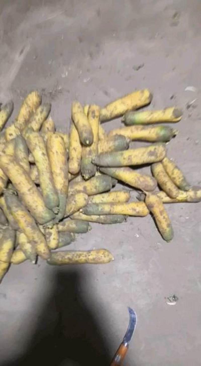 山西运城万荣明通果库黄胡萝卜