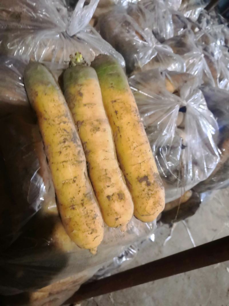 山西运城万荣明通果库黄胡萝卜