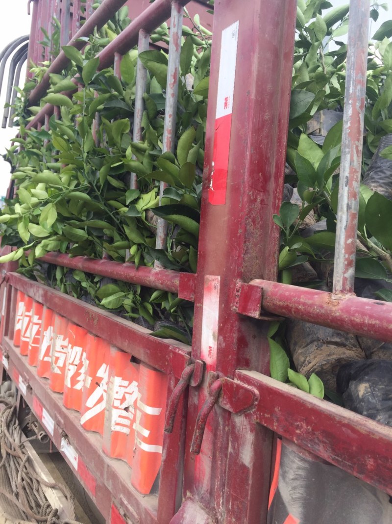 🈶️好货新品种柑橘苗、明日见