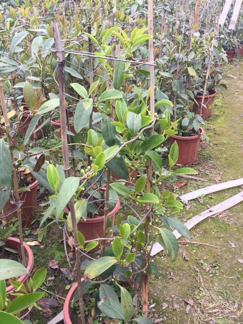 有好货、盆栽布福娜基地主营品种种苗和各种水果地苗