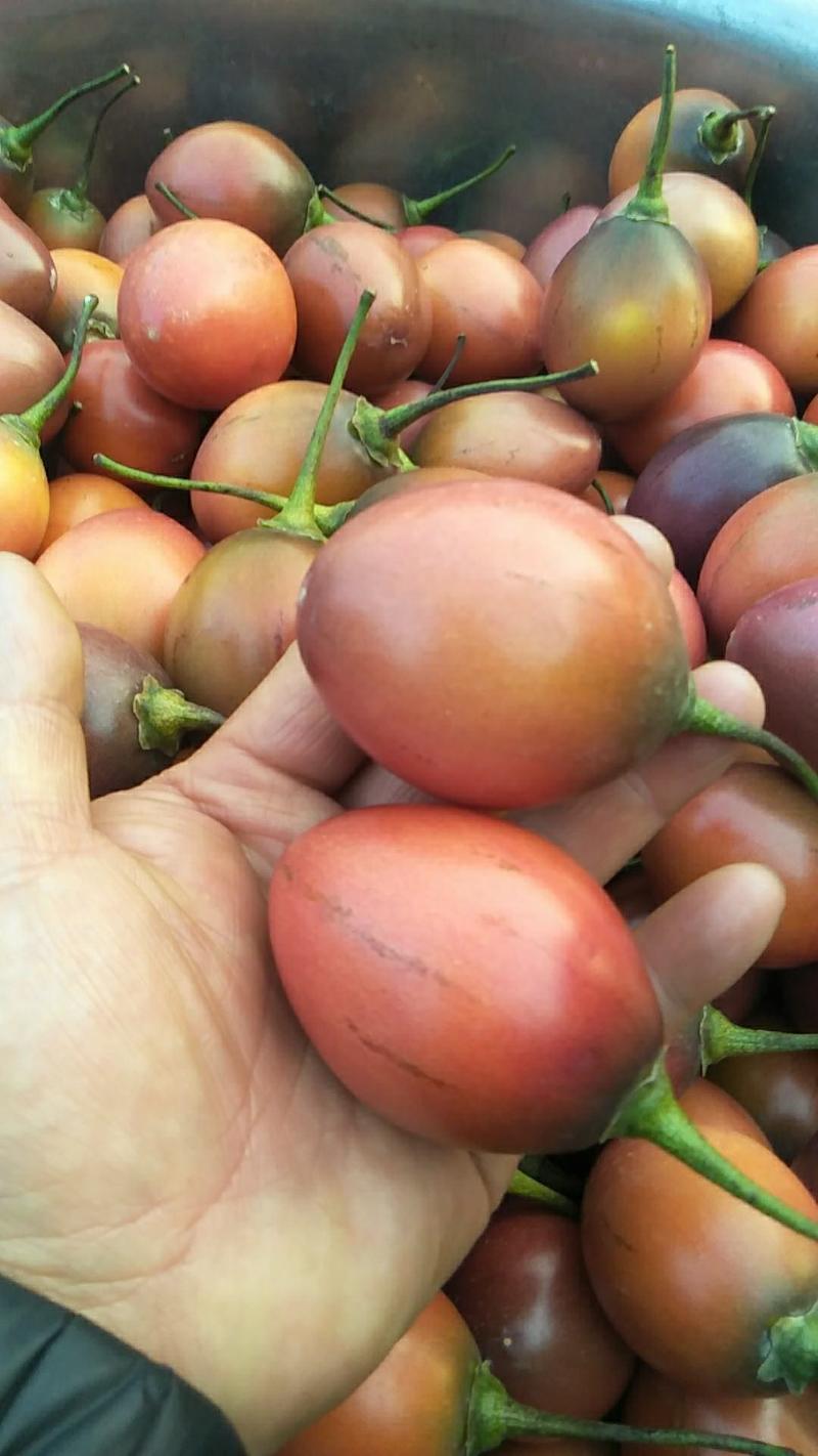 树蕃茄云南也叫鸡蛋果对接商超批发市场一件代发。