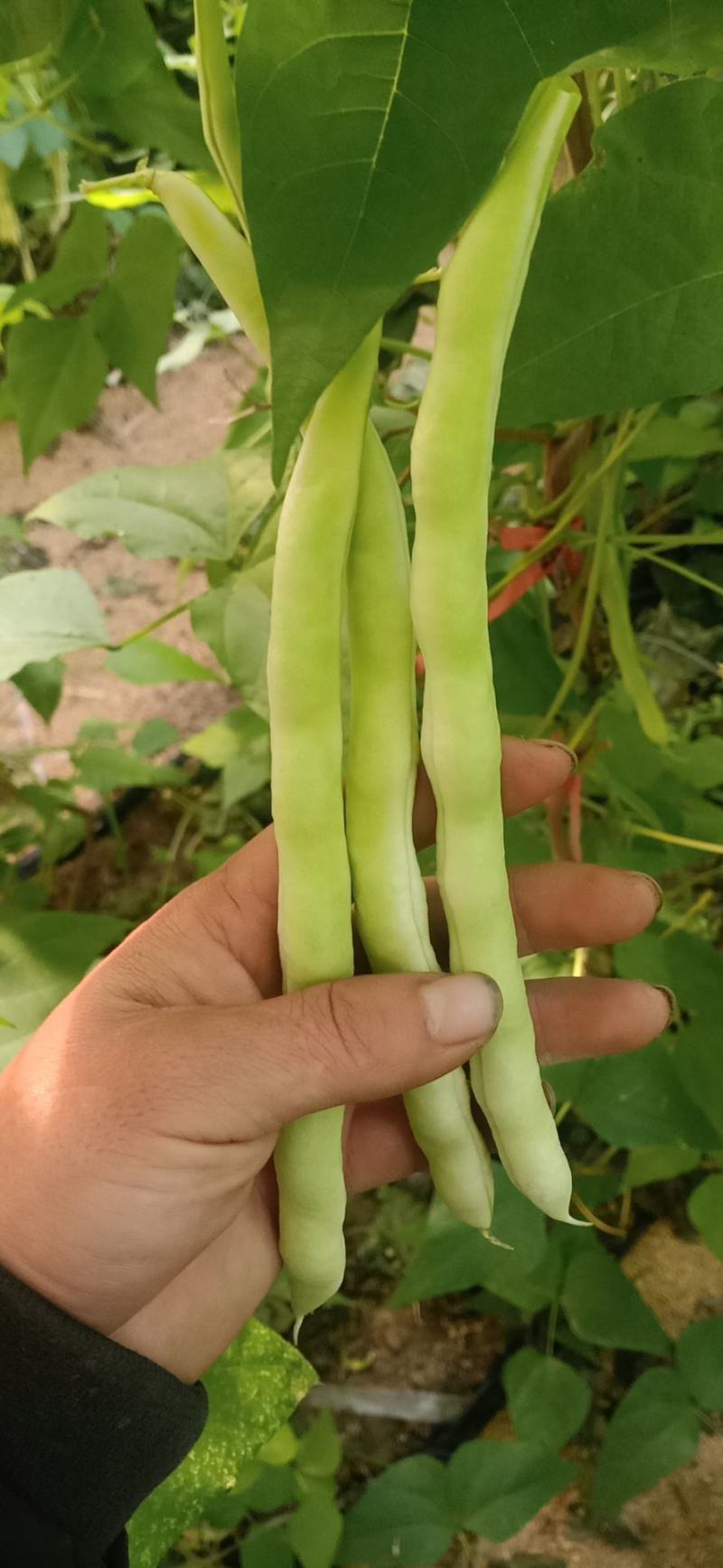精品芸豆长期供应超市。小贩