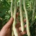 精品芸豆长期供应超市。小贩
