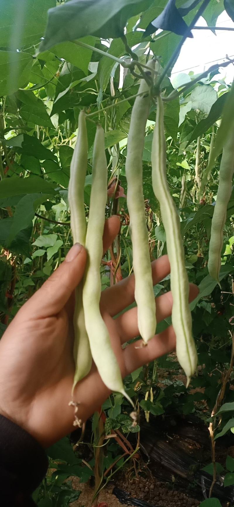 精品芸豆长期供应超市。小贩